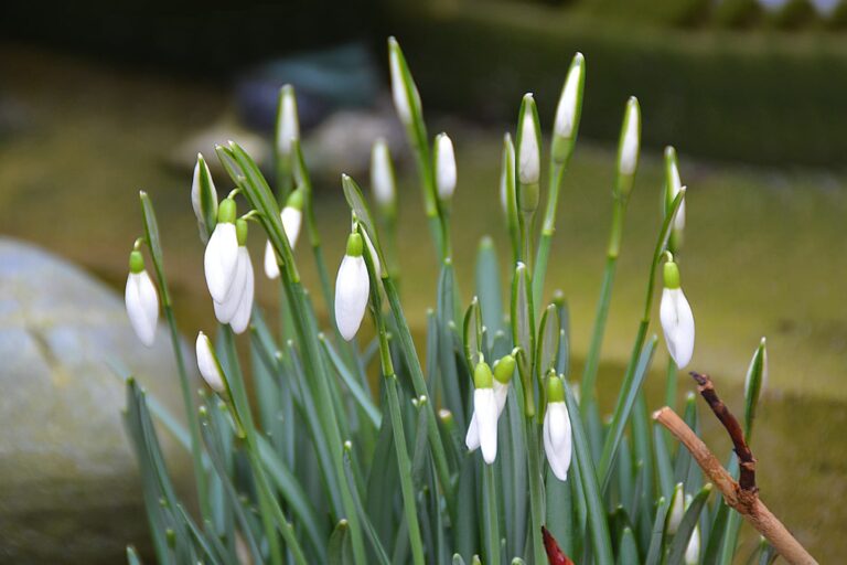 Snowdrop Season at Lytham Hall