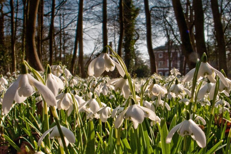 Snowdrop Season at Lytham Hall. Photo by Harry Dobbs
