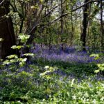 Bluebells in Witch Wood Lytham. Lytham St Annes Civic Society