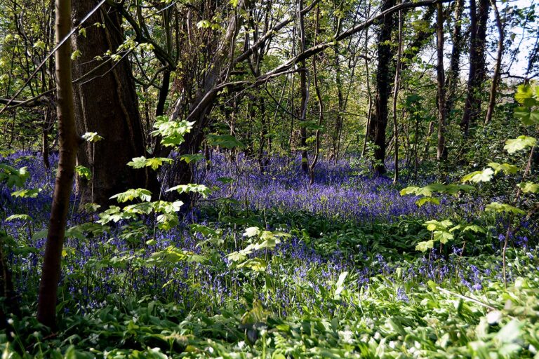 Bluebells in Witch Wood Lytham. Lytham St Annes Civic Society
