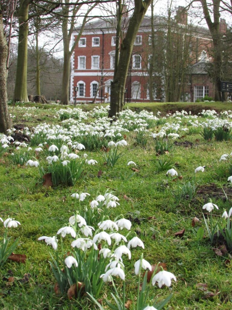 Snowdrop Season at Lytham Hall