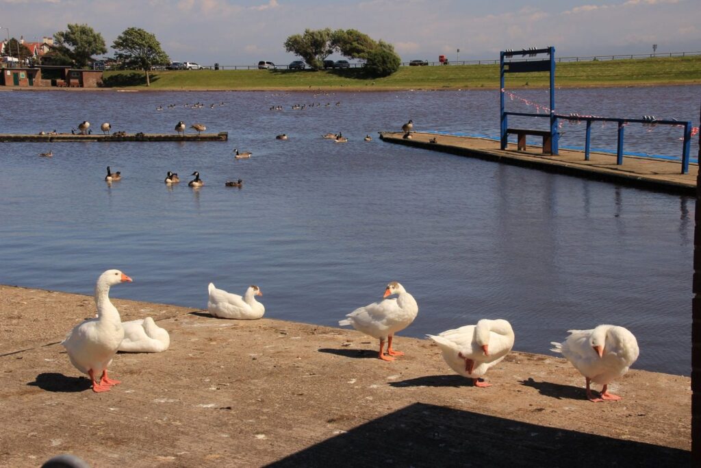 Birds at Fairhaven Lake by Keith Swallow