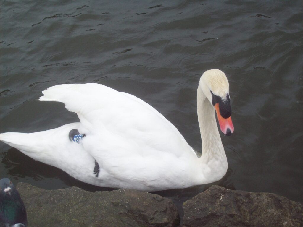 One swan-a-swimming by Julie Sidderley