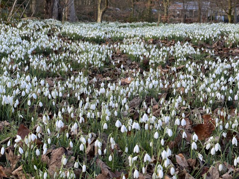 Snowdrops at Lytham Hall