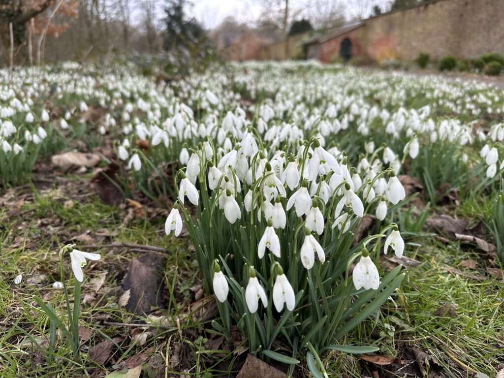 Snowdrop weekends at Lytham Hall